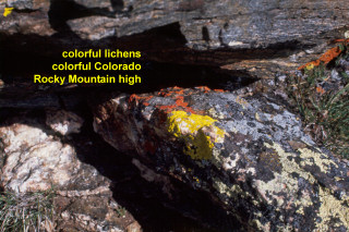Colorado lichens